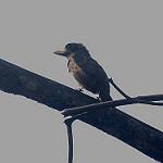 Naked-faced Barbet / Gymnobucco calvus