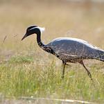 Красавка / Grus virgo