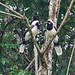 Кайенская сойка / Cyanocorax cayanus