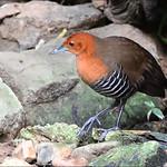 Slaty-legged Crake / Rallina eurizonoides
