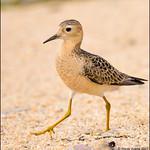 Желтозобик / Calidris subruficollis