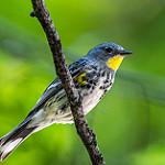 Myrtle Warbler / Setophaga coronata