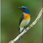 Blue-throated Blue Flycatcher / Cyornis rubeculoides