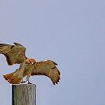 Красношейный канюк / Buteo auguralis