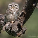 Spotted Owlet / Athene brama