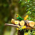 Multicolored Tanager / Chlorochrysa nitidissima