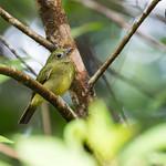 Green Manakin / Cryptopipo holochlora