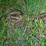 Натальский козодой / Caprimulgus natalensis