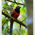 Diard's Trogon / Harpactes diardii