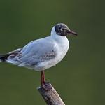 Озёрная чайка / Chroicocephalus ridibundus