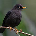 Sooty Thrush / Turdus nigrescens
