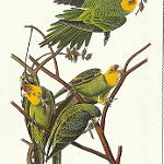 Каролинский попугай / Conuropsis carolinensis