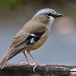 Пепельная дриада / Heteromyias albispecularis