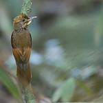 Юкатанский древолаз / Dendrocincla anabatina