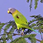 Blossom-headed Parakeet / Psittacula roseata