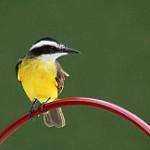 White-ringed Flycatcher / Conopias albovittatus