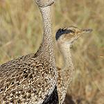 Рыжехохлый корхан / Lophotis ruficrista