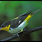 Желтогорлая танагра / Hemithraupis flavicollis