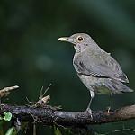 Ecuadorian Thrush / Turdus maculirostris