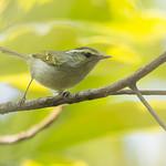 Claudia's Leaf Warbler / Phylloscopus claudiae