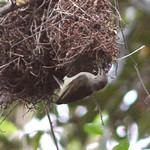 Yellow-chinned Sunbird / Anthreptes rectirostris