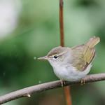 Ижимская пеночка / Phylloscopus ijimae