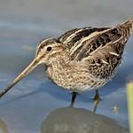 Бекас / Gallinago gallinago