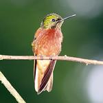 Chestnut-breasted Coronet / Boissonneaua matthewsii