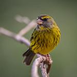 Forest Canary / Crithagra scotops