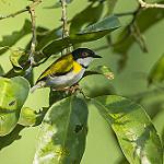 Черношапочный апалис / Apalis nigriceps