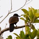 Райская ворона / Lycocorax pyrrhopterus