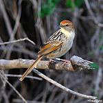 Мухоловковая цистикола / Cisticola tinniens