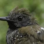 Black Antbird / Cercomacroides serva