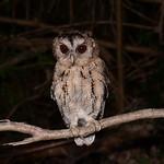 Collared Scops Owl / Otus lettia