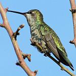 Blue-capped Puffleg / Eriocnemis glaucopoides