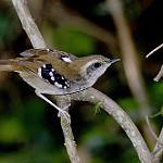 Squamate Antbird / Myrmoderus squamosus