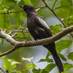 Black-and-white Bulbul / Microtarsus melanoleucos