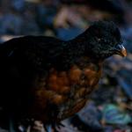 Dark-backed Wood Quail / Odontophorus melanonotus