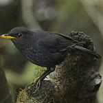 Malayan Whistling Thrush / Myophonus robinsoni