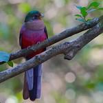 Трогонообразные / Trogoniformes фото