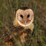 Eastern Grass Owl / Tyto longimembris