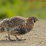 Tibetan Partridge / Perdix hodgsoniae