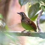 Серобрюхая подкоренница / Turdinus macrodactylus