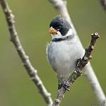 White-throated Seedeater / Sporophila albogularis
