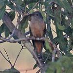 Каштановая кукушка / Cacomantis castaneiventris