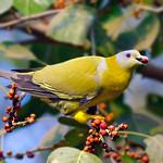 Yellow-footed Green Pigeon / Treron phoenicopterus