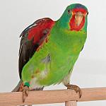 Ласточковый попугайчик / Lathamus discolor