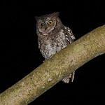 Ломбокская совка / Otus jolandae