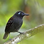 Chestnut-backed Antbird / Poliocrania exsul