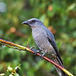 Oriental Cuckooshrike / Coracina javensis